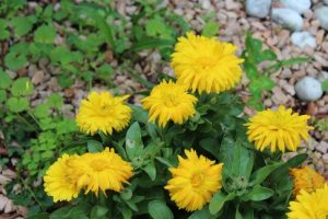 fiori giardino