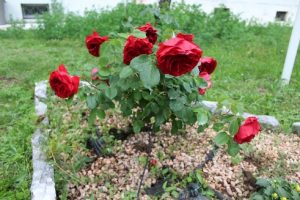 fiori giardino