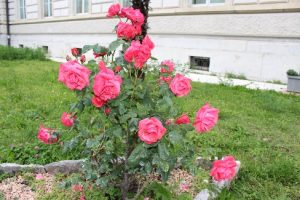 fiori giardino